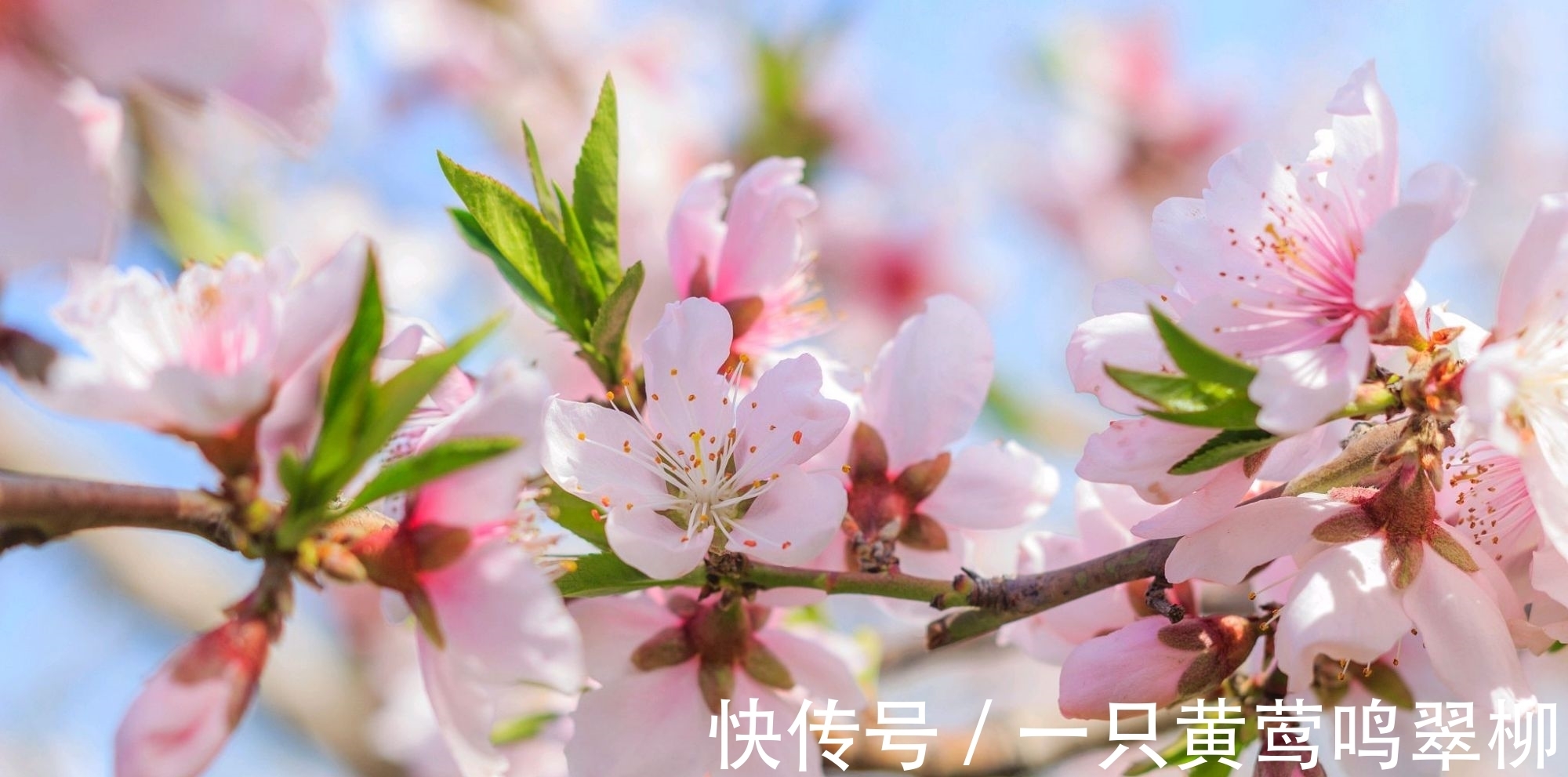 七律&白居易的一首七律，借景言情，不同俗流，抒發了對人才的珍愛之情