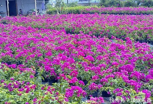 三角梅开花越来越少，是“它”在作怪，盆里撒1把粪，下次开爆盆