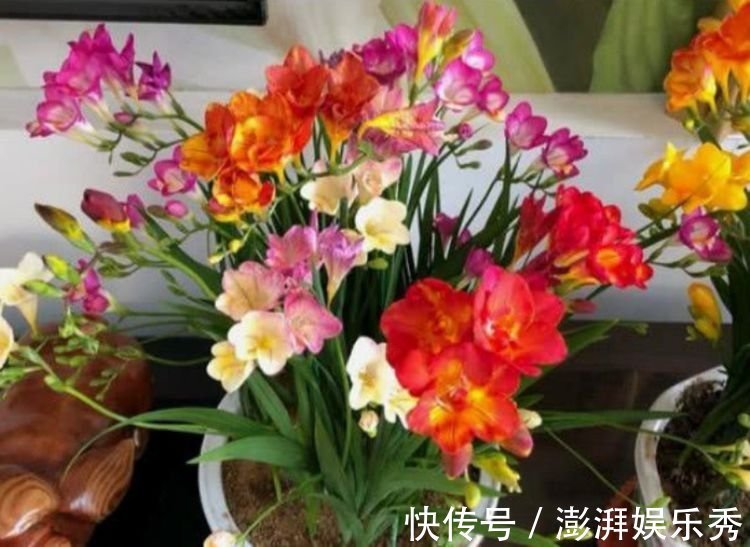 最有仙气的4种花,迷人的花朵,阵阵花香,花朵大!