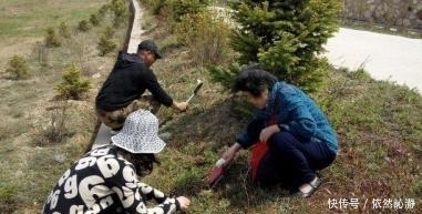 采摘|五月不能错过的几种野菜,清理肠胃好帮手,城里人抢着吃