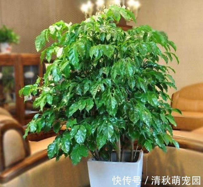 花卉|家里养此款花卉,便宜又好养,简单易成活,纯洁美