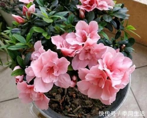 花香|3种花是懒人的最爱,丢到阳台,四季有花开,花香四溢飘满屋