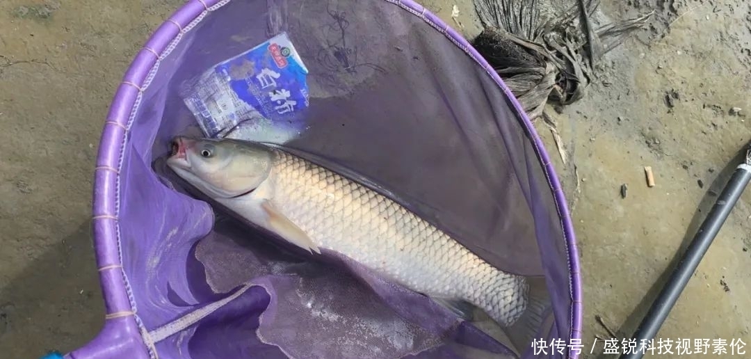 又细又软的鲫鱼竿为何会“失宠”?难道会被淘汰?绝不是这样!