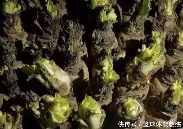 此种蔬菜切掉的根部别扔，埋到土里，2个月就可以摘叶做美味！