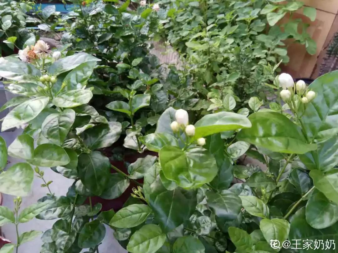 自制养花杀菌水,7天浇一勺,虫子全死光,再也不黄叶!