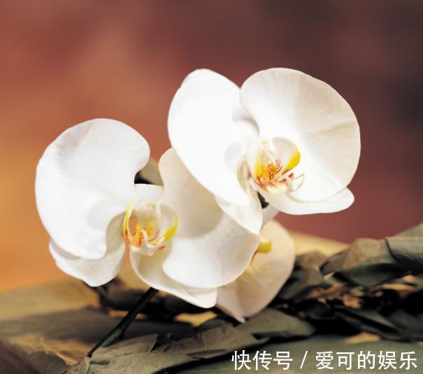 出门在外,立冬节气准备这几种“红花”,寓意幸福美满吉星高照