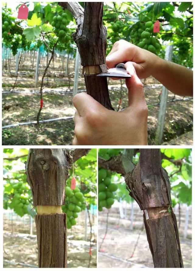 葡萄无花果插在塑料瓶里，2周生根，成活率高，1株变10株！