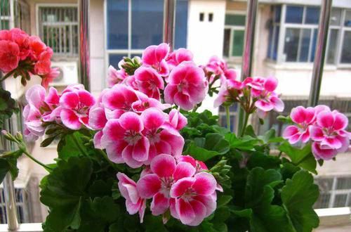 洋蝴蝶|此“花”能开三季，鲜艳漂亮花期长，阳台养一盆，看花200天