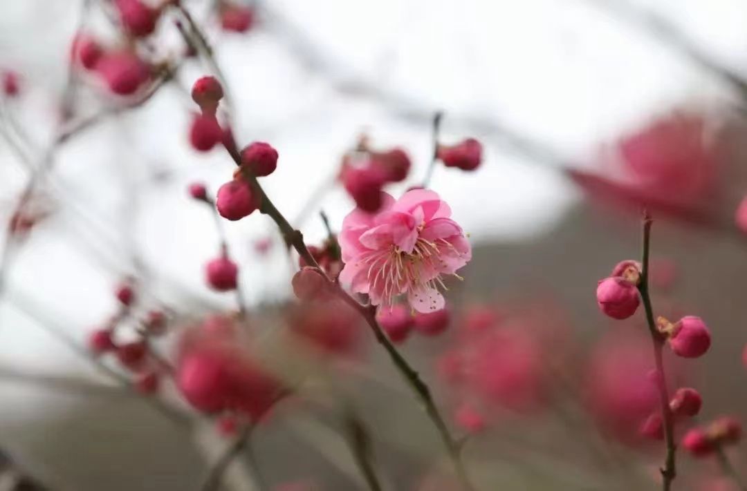 不负春光不负美，骑行、赏花约起来！（一大波美图来袭）