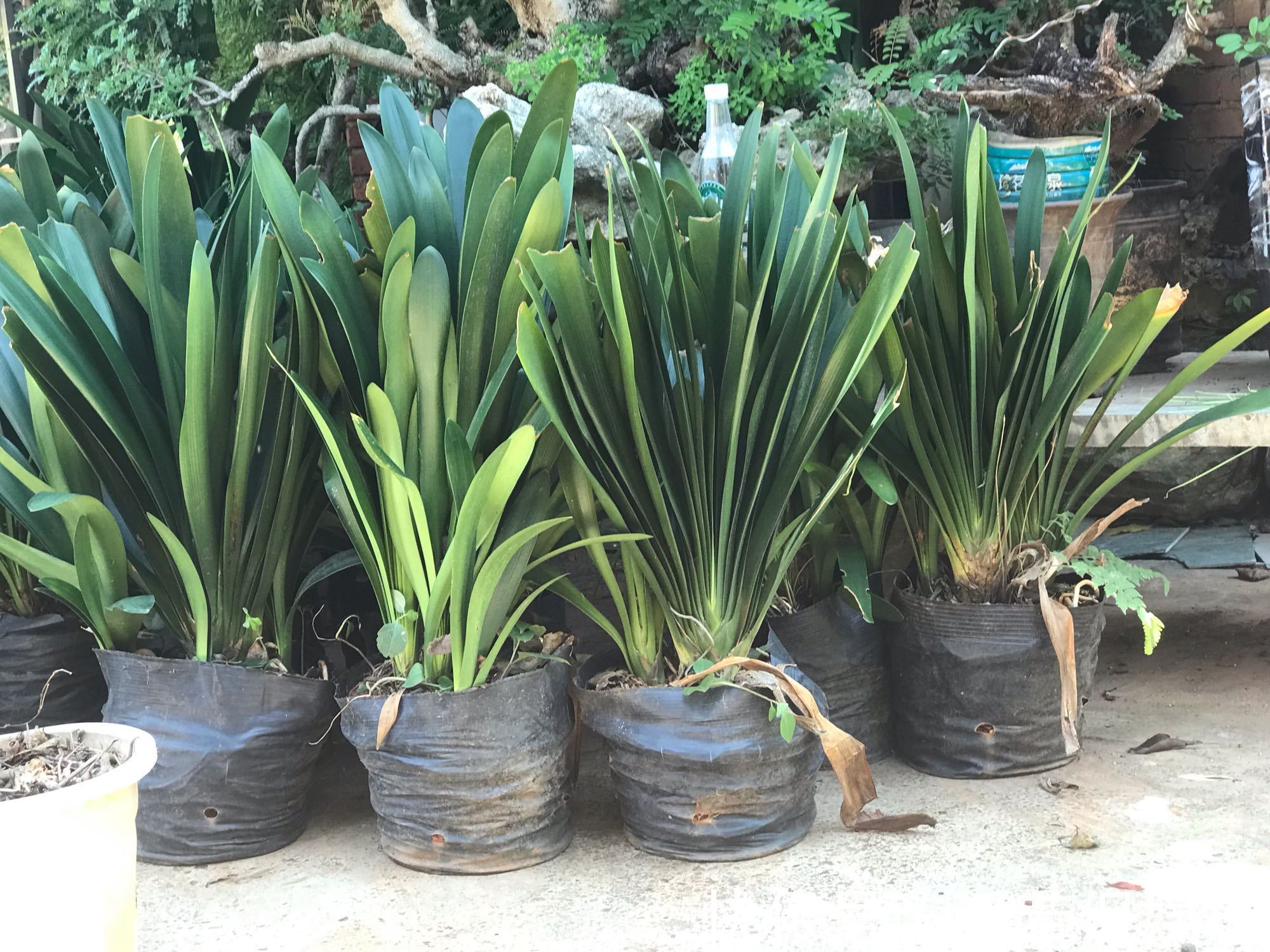 君子兰|君子兰的担心好不容易度过夏季,会不会死在秋老虎天气