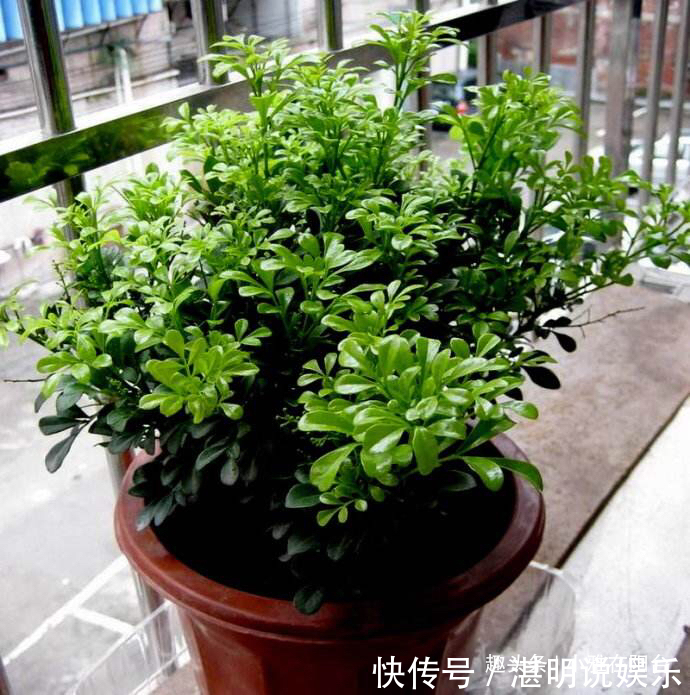 病虫害|米兰花怎么修剪一个修剪“小窍门”,植株饱满,枝繁叶茂开花多