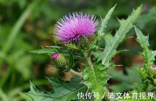 食用价值|农村这种野草浑身是刺，曾遭人嫌弃，如今有钱都不好买到