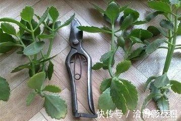 植株|长寿花“开久点”，学会2个窍门，花朵鲜艳，花期长达半个月