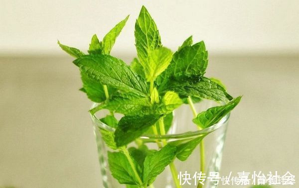 忍冬花|适合在卧室养的“4种花”,呼出氧气,净化空气,促进睡眠