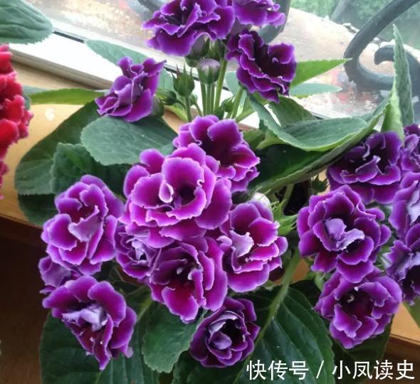 6种“富贵花”天生怕晒，客厅没光照，照样开满花，吉利旺家