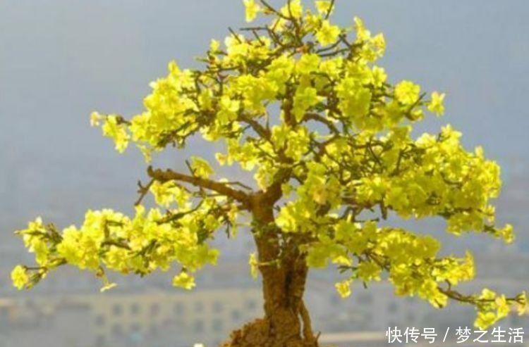 爆盆|这种花一定要养,不用操啥心,花色繁多易爆盆,娇艳欲滴