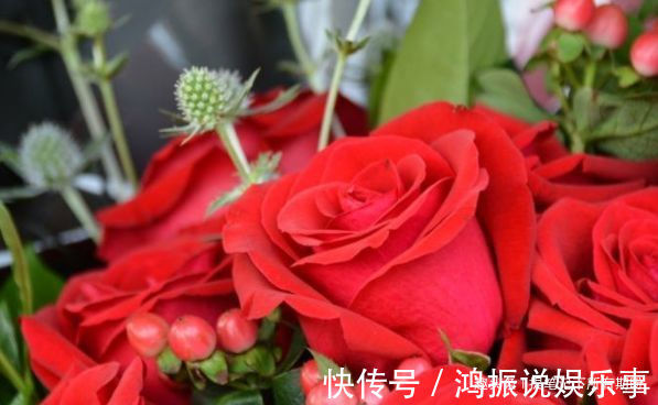 卡罗拉|喜欢牡丹,不如养盆优良玫瑰“卡罗拉”,花开红如焰火,绚丽典雅