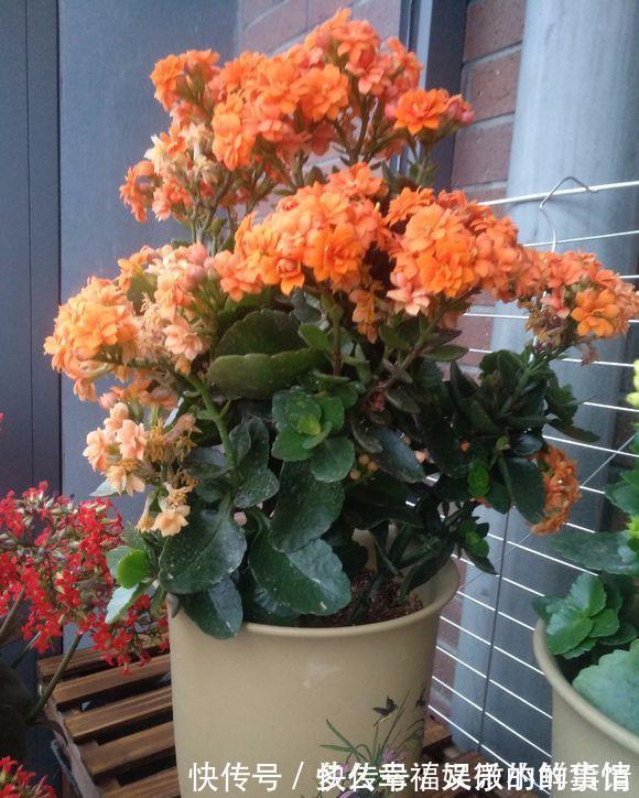 3种“养不死”的花,适合新手,不只是好养,关键很漂亮