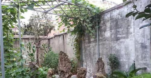 我的100㎡农家小院,种菜、养花、植树、养鱼,漂亮极了