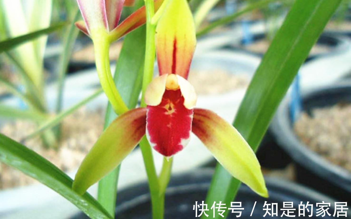 曾经千金一苗的建兰，第一红素，现普草价，花色鲜艳，兰香馥郁