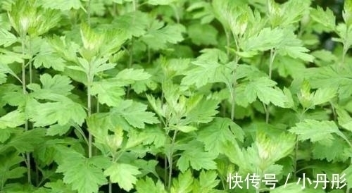 助益|这菜不要钱,入春抓紧吃,能够提高免疫力,可惜很多人懒得做!