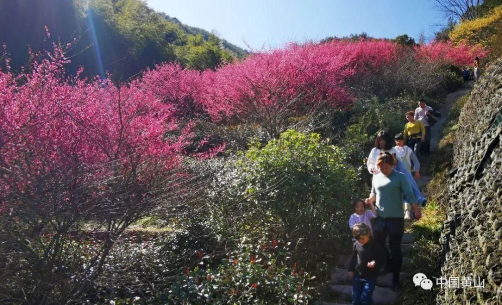 黄山花谷宫粉梅摇曳生姿