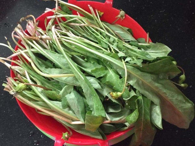 金银花|蒲公英和它“天造地设”，坚持泡水7天，排肝解毒，皮肤越变越好