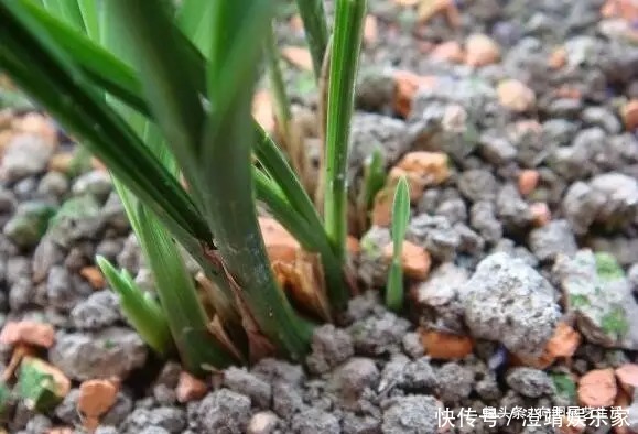 瓜子|给兰花换盆换土,加入这3种“宝贝”,疏松又透气,不烂根长的壮
