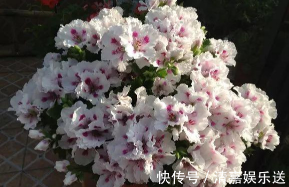 泡水|3种枝条泡水里，10天长根，一次开花100朵，水培成活率更高！