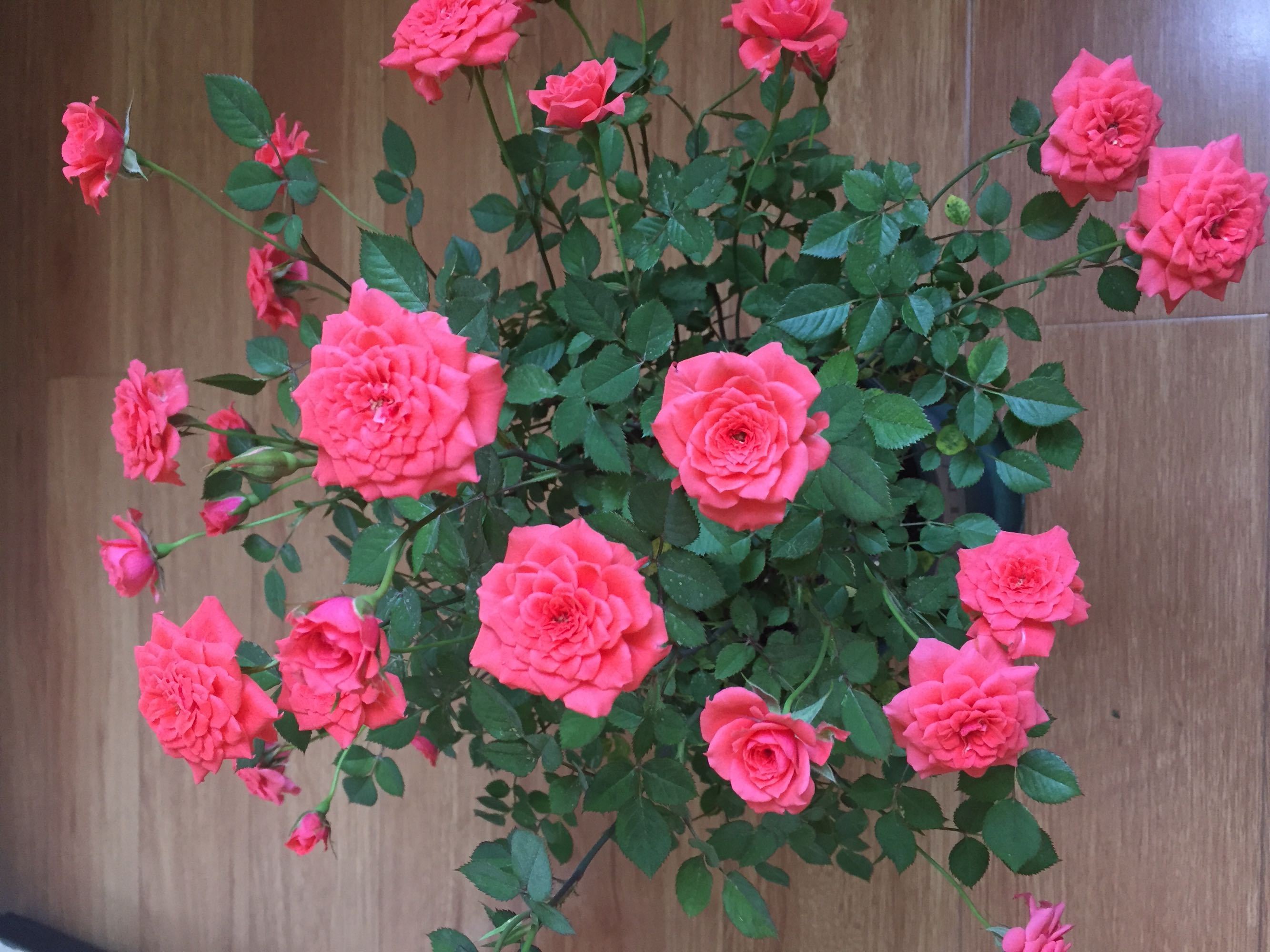 阳台养花选这款,全年开花,花多易爆盆,漂亮又好养,你值得拥有