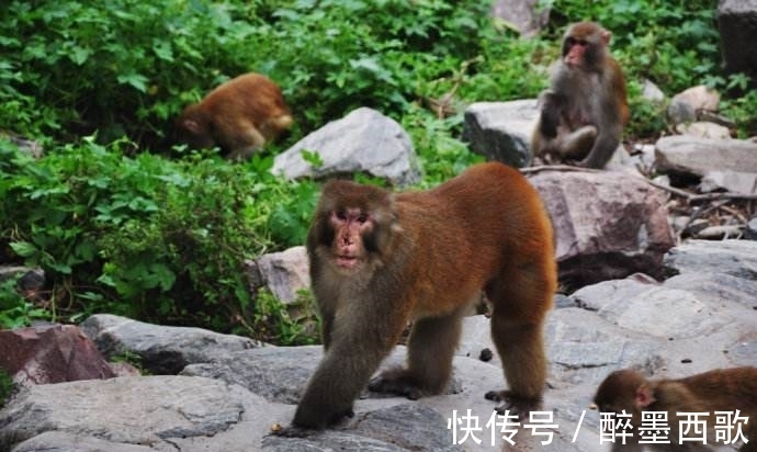 记者|80岁大爷祖传手艺,叫一声就能将猴子召唤出来,现场示范