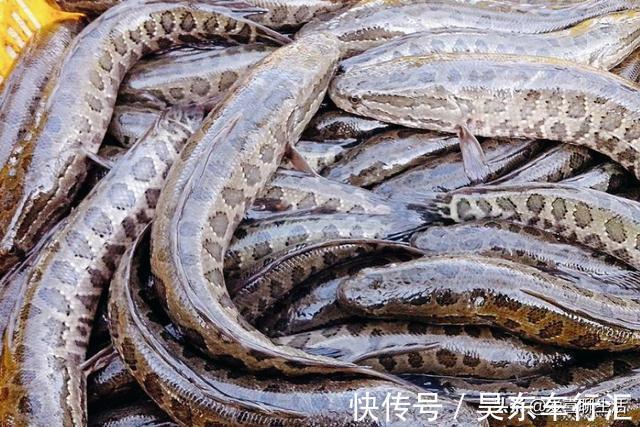 氨基酸|这才是我家最爱吃的鱼，不煎不炸无水无油，掀开锅盖那一刻太香了