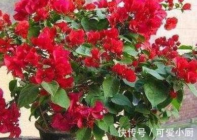 三角梅总黄叶，5个细节要牢记，入冬注意3点，非常省心