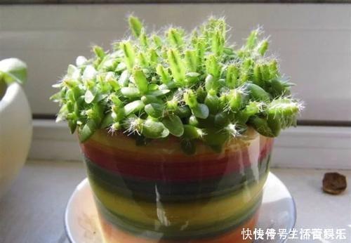 春天到,这“4种”果树种子不要扔,丢入盆里,呼呼长成小盆栽