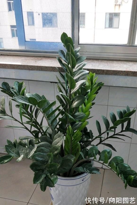 别再养发财树了，试试“金钱树”，不黄叶，栽到盆里就发芽