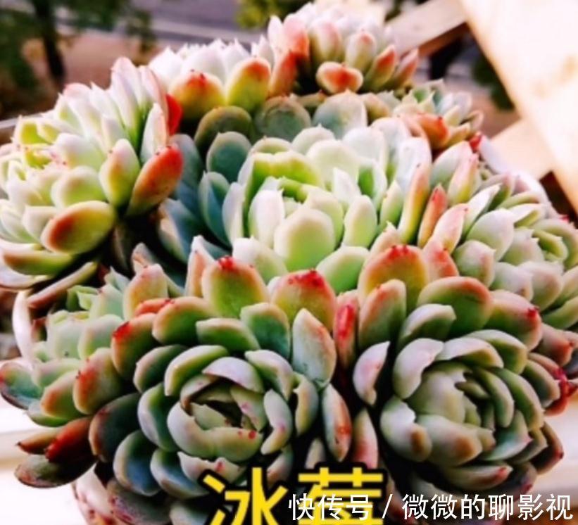 闻香识女人,大家闻过多肉淡淡的的香味吗?