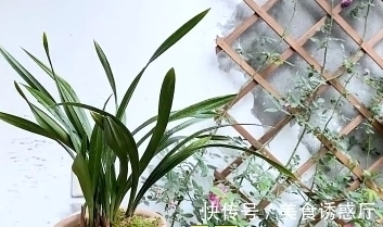 适合新手养的兰花：种植技巧，学会这几步，大获丰收不是梦