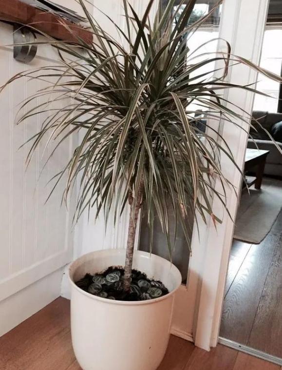 年轻人养花必备技能4个简单小技巧，让小白轻松掌握盆栽要领