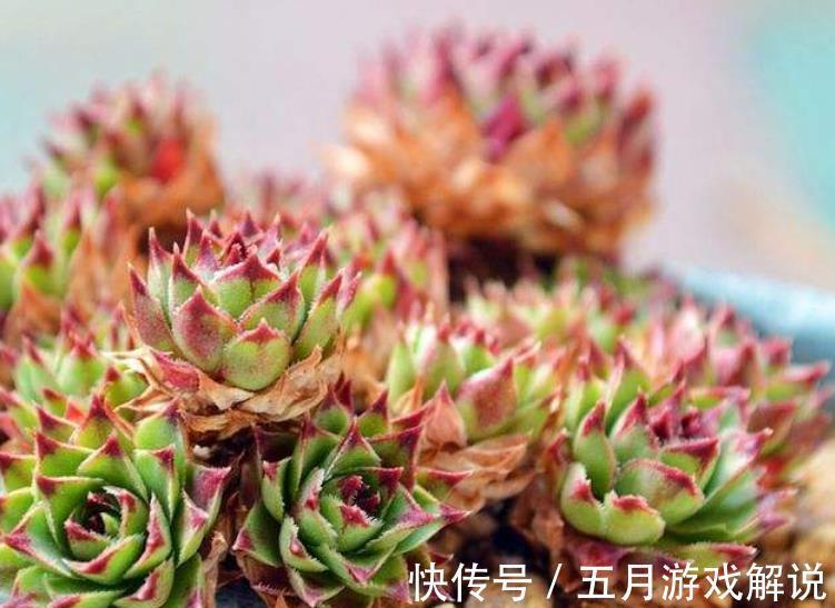 盘点5种适合冬天养护的多肉,耐寒好养长势旺,安全过冬惹人爱
