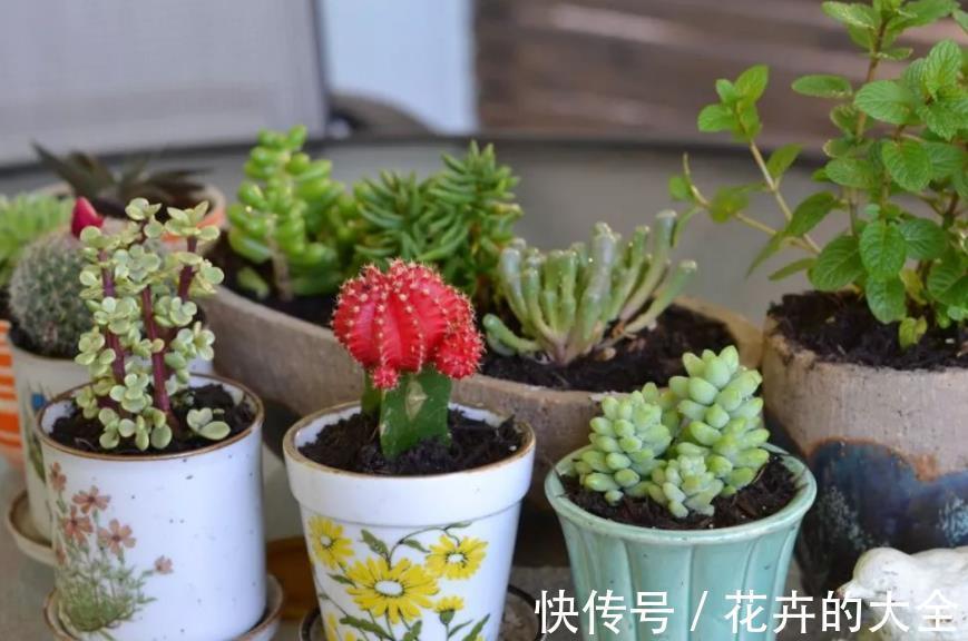 叶子|多肉爱喝2种水，夏季2周喂1次，叶子又肥又美，茎干不徒长