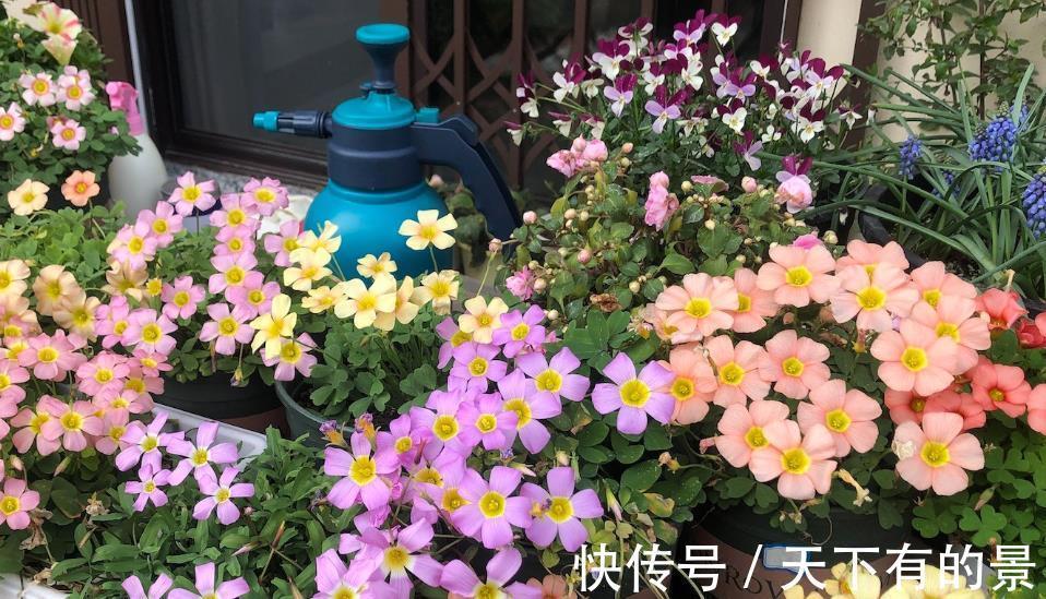 花园|根据时节去种花，天天有花海，花园仿佛就是仙境