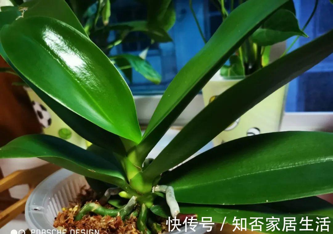 花苞|天热了,20种花最怕浇水,浇得越多,死得越快!
