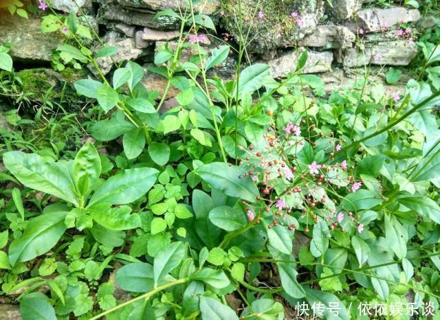 农村一种植物人称“紫人参”价值大,若您见到采摘叶子就行别挖根
