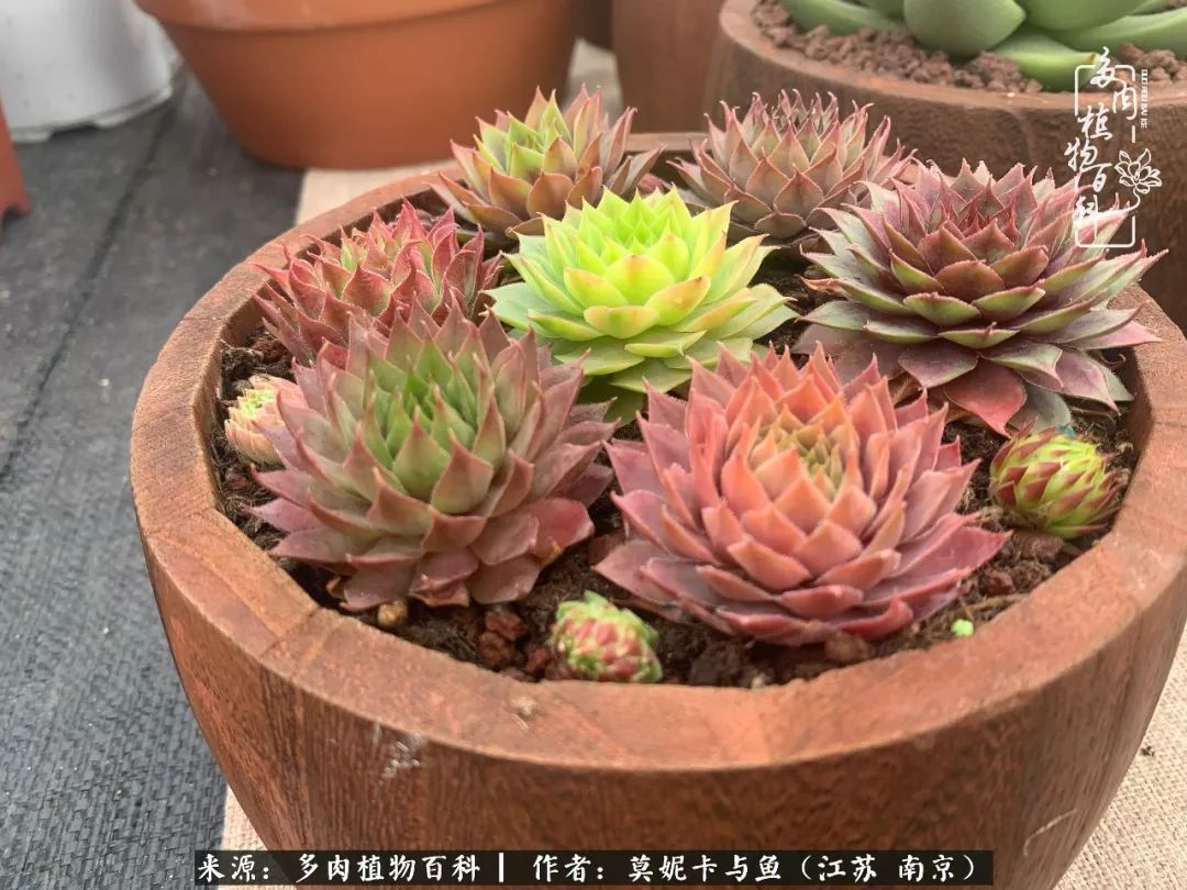 这多肉拼盘这么仙!如何制作达人手把手教你制作长生草拼盘!