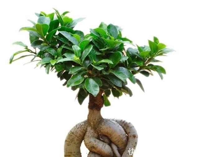 盆栽|家里养花有三种足够了,观叶、赏花、闻香全都有,谁见都喜欢!