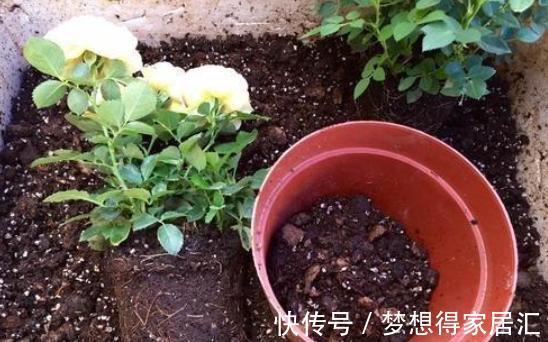 透气性|月季换盆有诀窍,顺应“三时期,两习性”,服盆几率大大提高