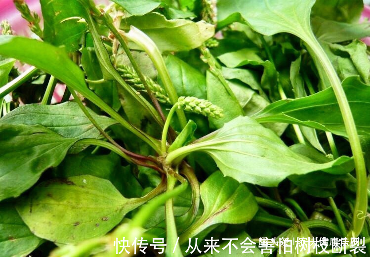 此物|失眠难入睡,莫慌!用此物泡水喝,补脑补血,远离失眠烦恼,排毒