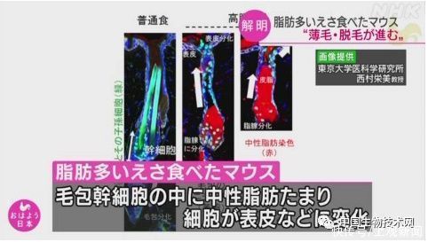 研究人员|实锤了！高脂肪饮食先让你变胖，然后再“薅”掉你的头发……