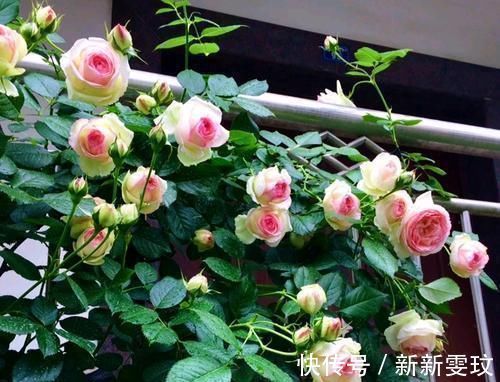 翻倍|想要月季开花多,做好1点是关键,迅速壮根,花量翻倍