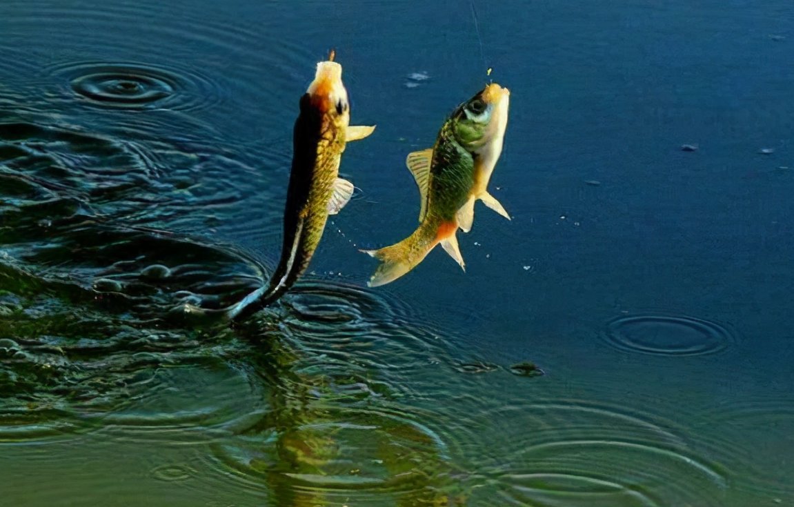 冬季野钓的4个小技巧，你钓不到鱼的原因找到了